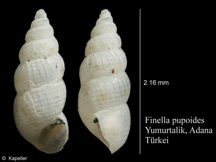 Finella pupoides