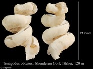 Tenagodus obtusus