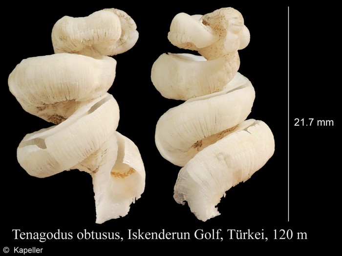 Tenagodus obtusus Tenagodus obtusus