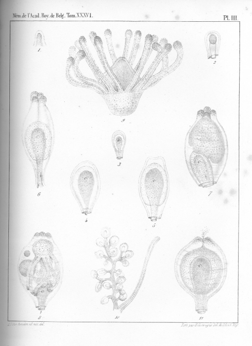 Van Beneden (1867, pl. 04) Van Beneden (1867, pl. 04)