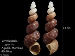 Vermicularia gracilis