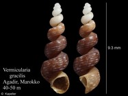 Vermicularia gracilis