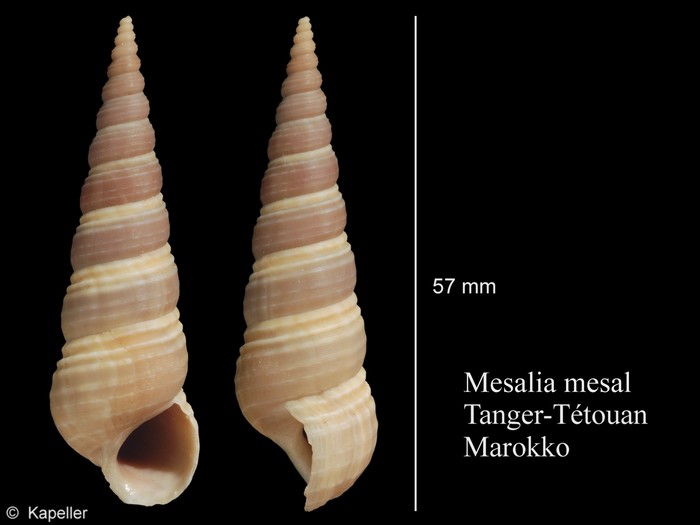 Mesalia mesal Mesalia mesal
