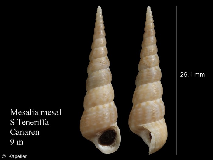 Mesalia mesal Mesalia mesal