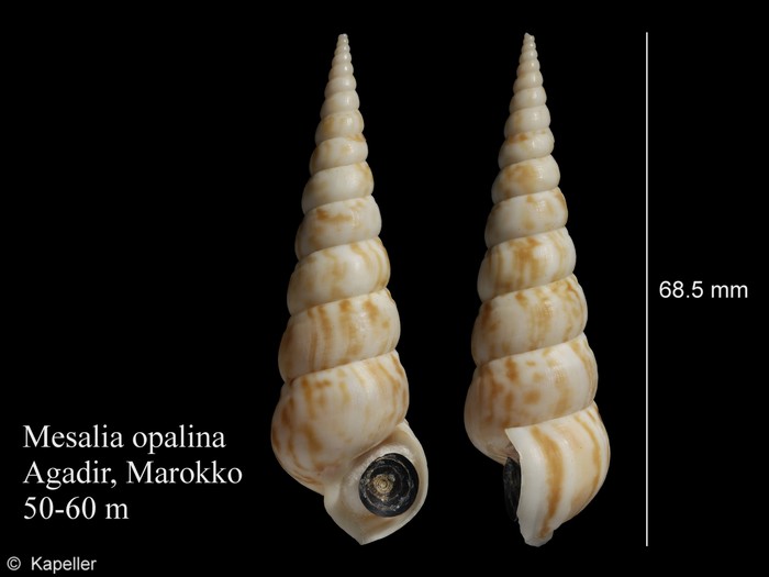 Mesalia opalina