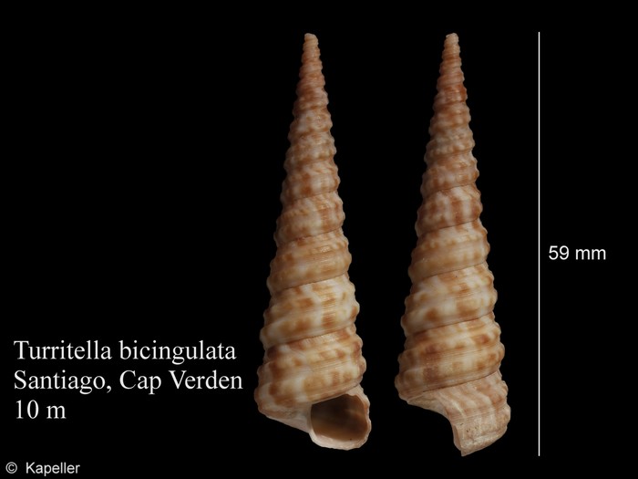 Turritella bicingulata Turritella bicingulata