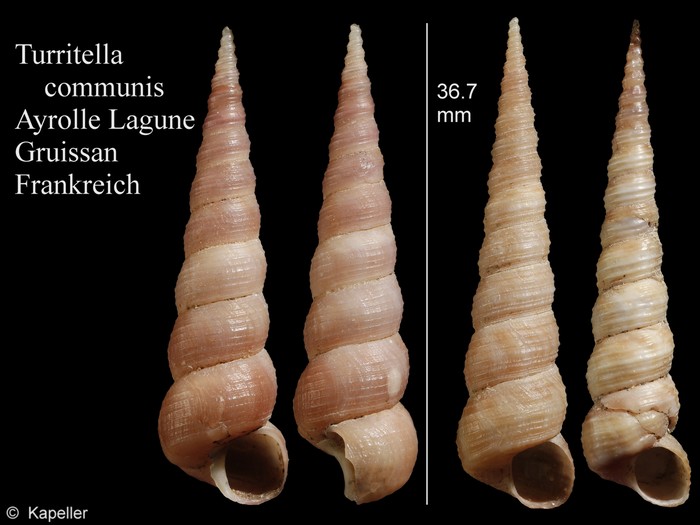 Turritella communis