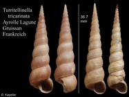 Turritellinella tricarinata