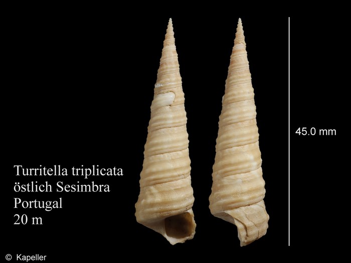 Turritella triplicata