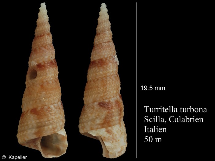 Turritella turbona Turritella turbona