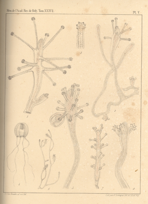 Van Beneden (1867, pl. 05) Van Beneden (1867, pl. 05)