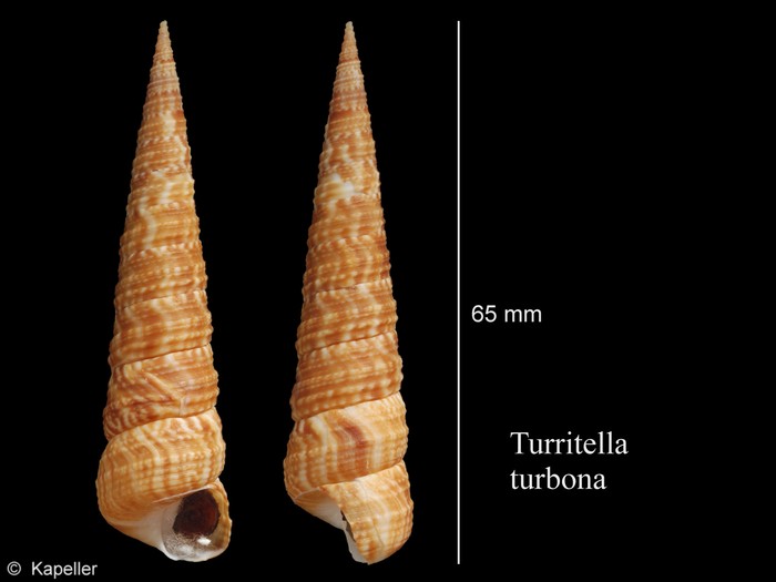 Turritella turbona Turritella turbona