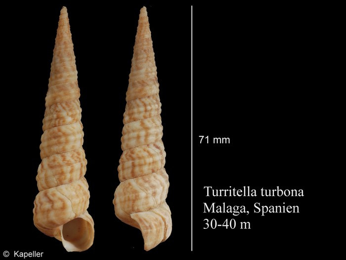 Turritella turbona