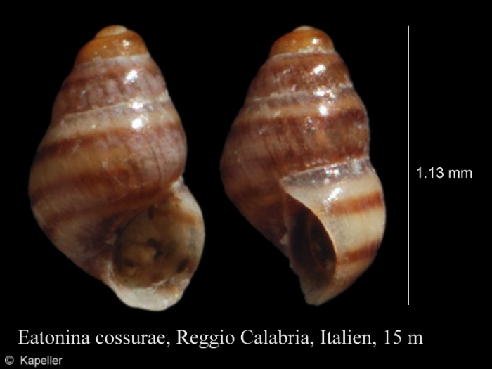 Eatonina cossurae