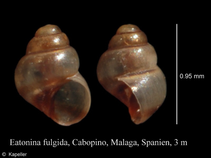Eatonina fulgida Eatonina fulgida