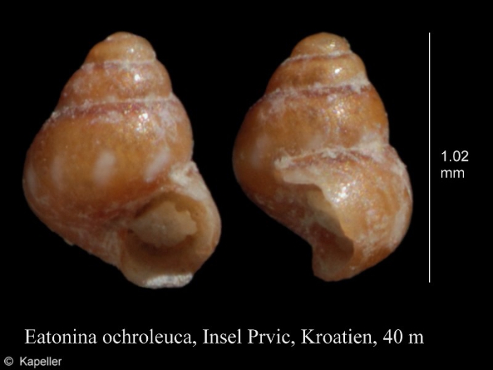 Eatonina ochroleuca