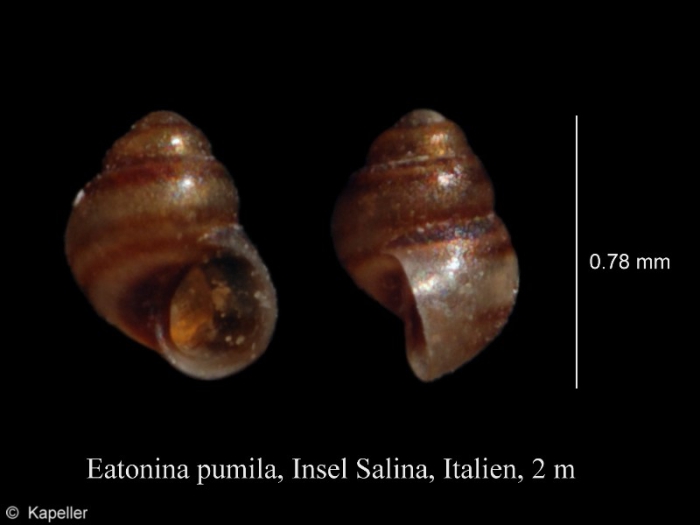 Eatonina pumila