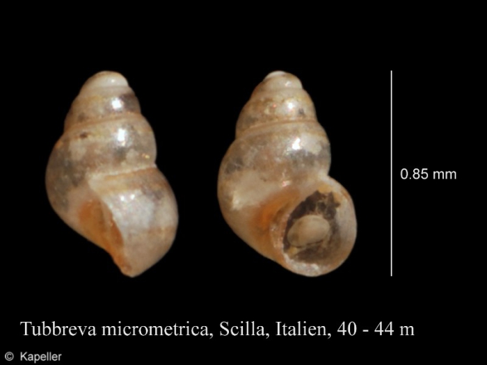 Tubbreva micrometrica