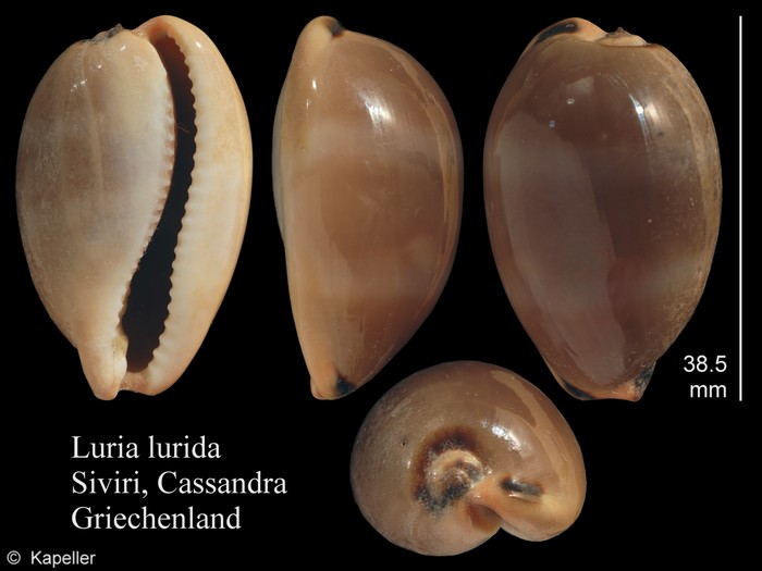 Luria lurida