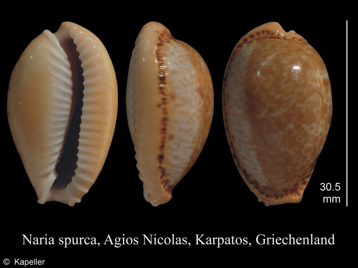 Naria spurca Naria spurca