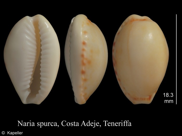 Naria spurca Naria spurca