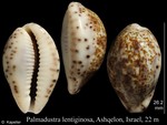 Caenogastropoda