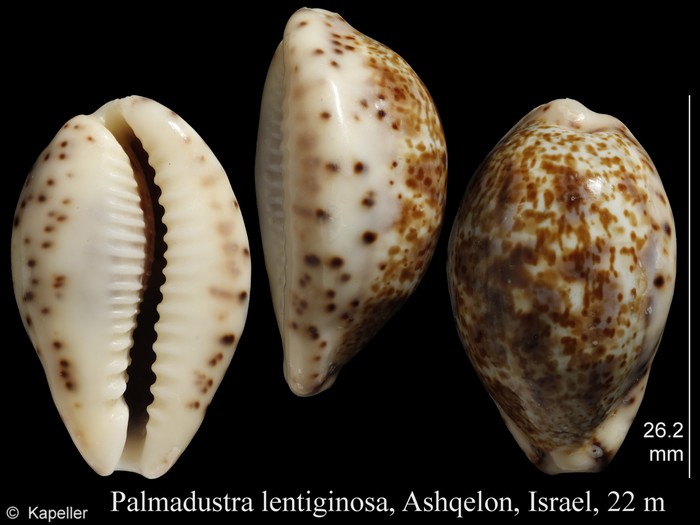 Palmadusta lentiginosa