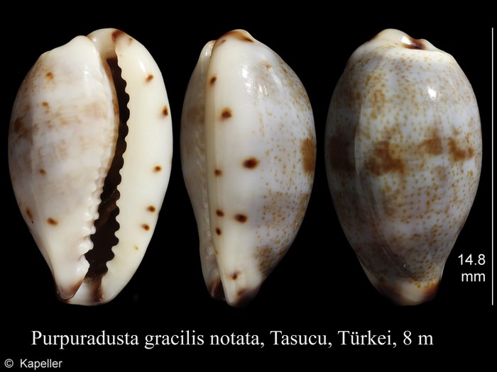Purpuradusta gracilis