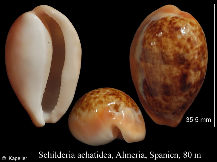 Schilderia achatidea