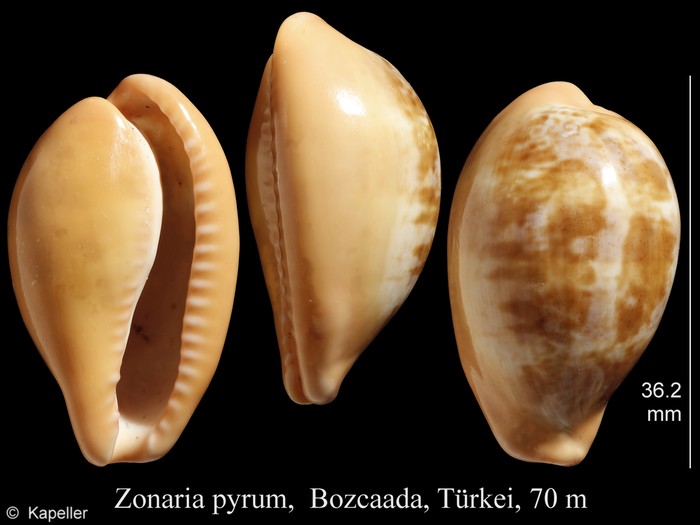 Zonaria pyrum