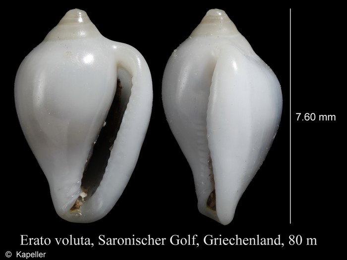 Erato voluta Erato voluta