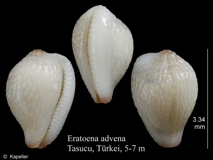 Eratoena advena