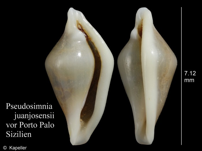 Pseudosimnia juanjosensii