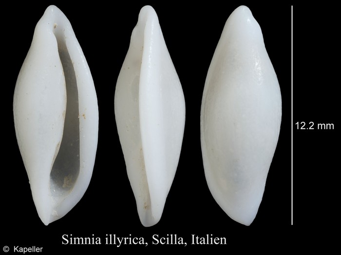 Simnia illyrica