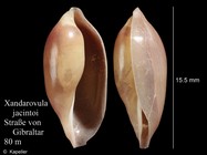 Xandarovula jacintoi