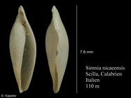 Simnia nicaeensis