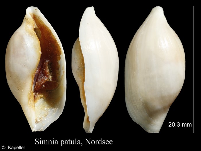 Simnia patula