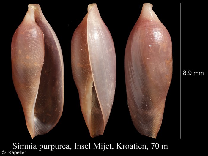 Simnia purpurea