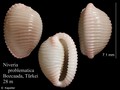 Mollusca (molluscs)