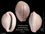 Pseudopusula problematica