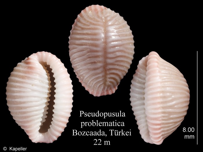Pseudopusula problematica