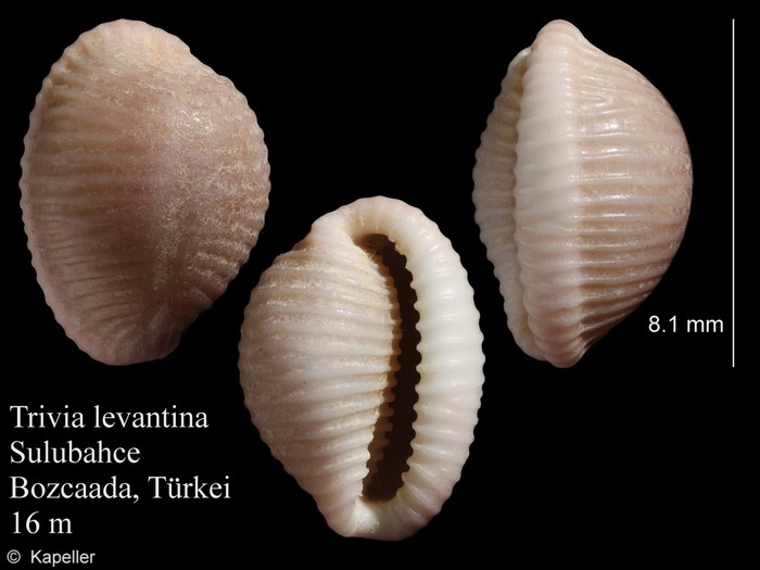 Trivia levantina Trivia levantina