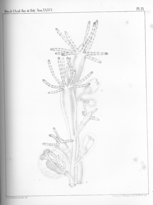Van Beneden, 1867: pl. 9 Van Beneden, 1867: pl. 9