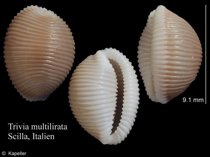 Trivia multilirata Trivia multilirata