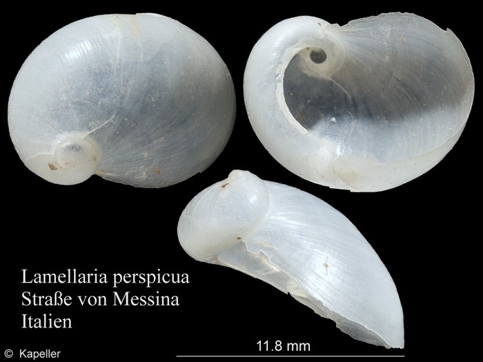 Lamellaria perspicua Lamellaria perspicua