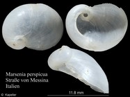 Marsenia perspicua