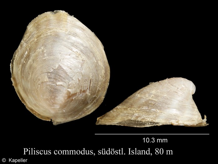 Piliscus commodus