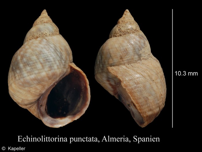 Echinolittorina punctata