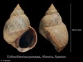 Mollusca (molluscs)