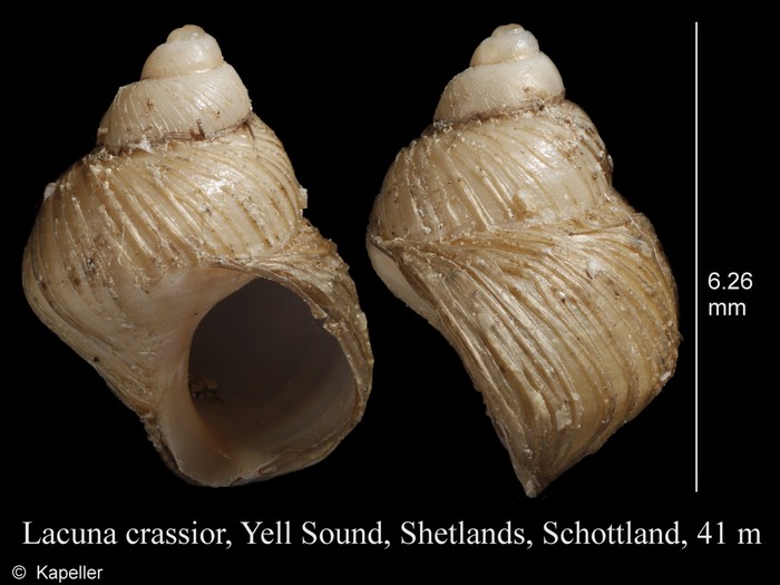 Lacuna crassior Lacuna crassior
